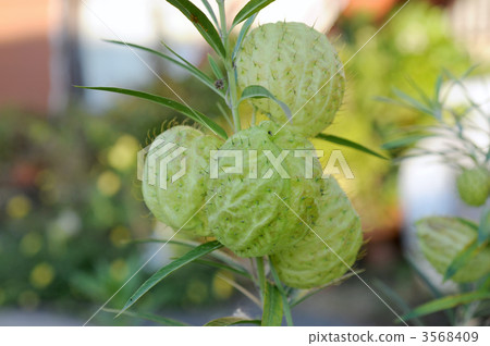 氣球米棉 3568409