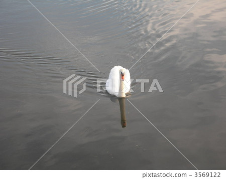 鳥兒 鳥 水邊 3569122