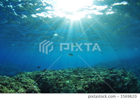 Rokusen錫medi 3569620