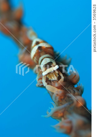 Purple shrimp 3569628