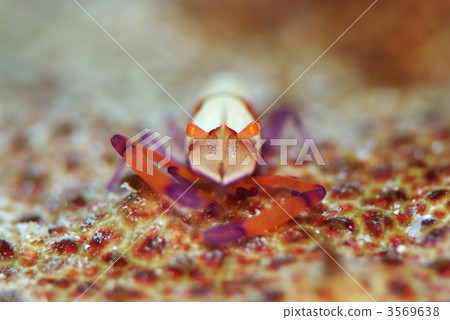 Shrimp 3569638