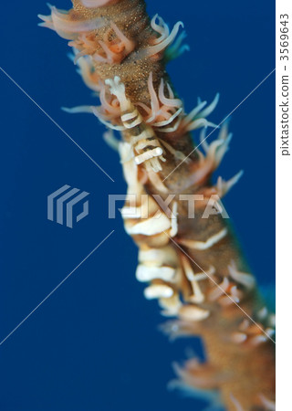 Purple shrimp 3569643