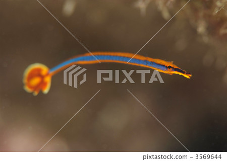 Hibashiyouji Hibashiyouji 3569644