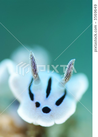 Misole Umizushi 3569649