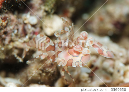 Horse deep-fried Horse deep-fried 3569650