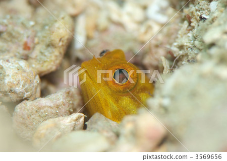 青蛙Amadai 青蛙Amadai 3569656