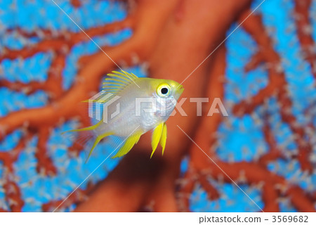 Yamabuki麻雀 Yamabuki麻雀 3569682