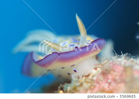 Otimoe Umi Otimoe Umi 3569685