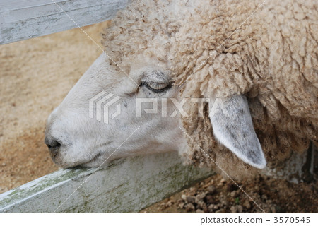sheep, shepherd, terrestrial animal 3570545