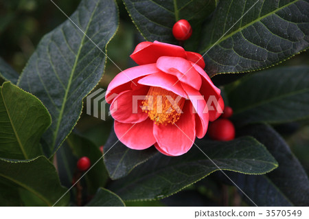 sasanqua, botanic, botanical 3570549