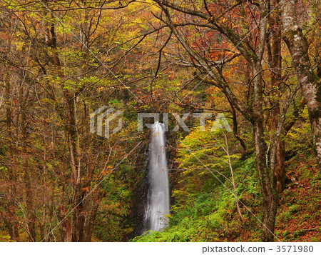 Autumnal leaves rain falls Autumnal leaves rain falls 3571980