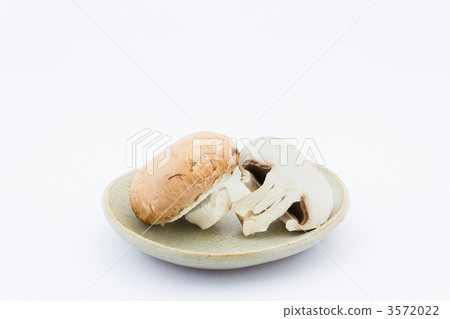 棕色蘑菇 3572022