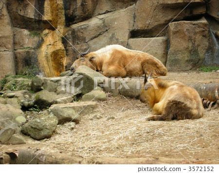 Parent and child of Takin 3572152