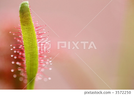 威爾士洋蔥 3572250