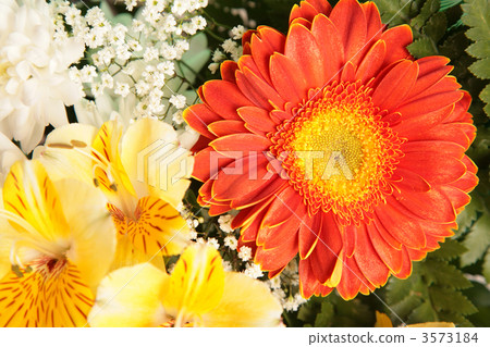 flowers 3573184