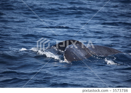 駝背鯨沖繩哺乳動物海東海Shippotail 3573786