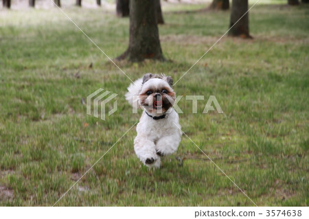 Shih 's full swing. Aerial still image 3574638