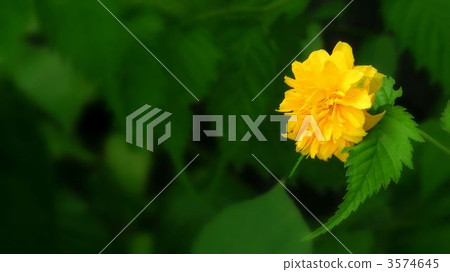 Flowers of double-blooming Yamaboki 3574645