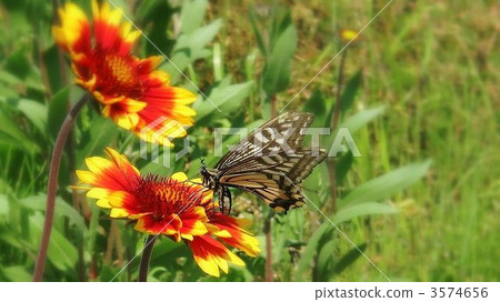 Flower and butterfly 3574656