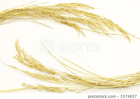 Rice 3574657