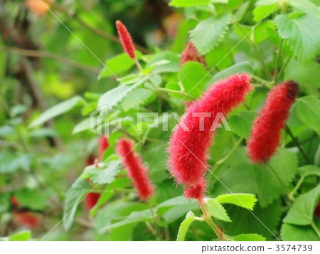 Cat tail Cat tail 3574739
