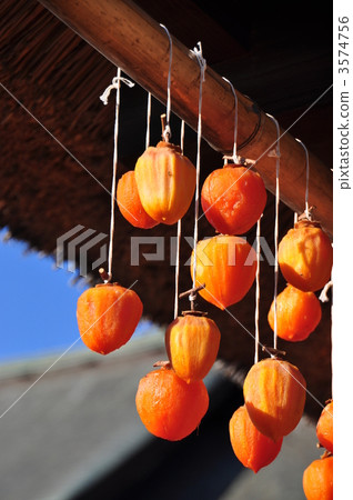 卷柿子 卷柿子 3574756