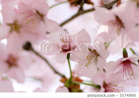 Cherry Blossoms	 3574900