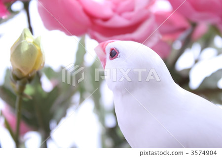 Bunshin of staring gaze at staring 3574904