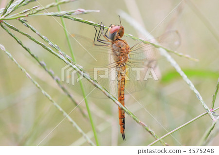 Ustuba Tsubomu hanging from the grass Ustuba Tsubomu hanging from the grass 3575248