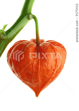 chinese lantern, ground cherry, physalis alkekengi 3575432