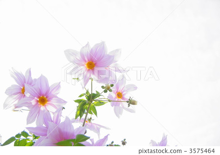 November Coty Dialia · Asteraceae 62 3575464