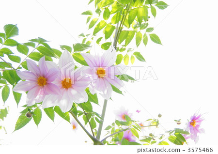 11月Coty Dialia·Asteraceae 64 3575466