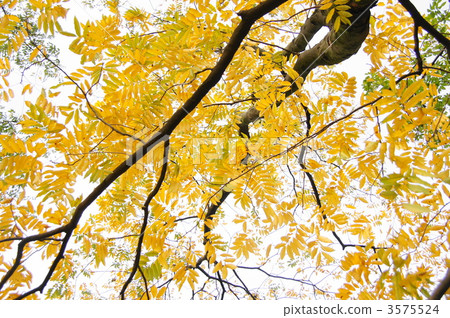 11月Mukuroji·Mukuroji家庭12色葉子 3575524