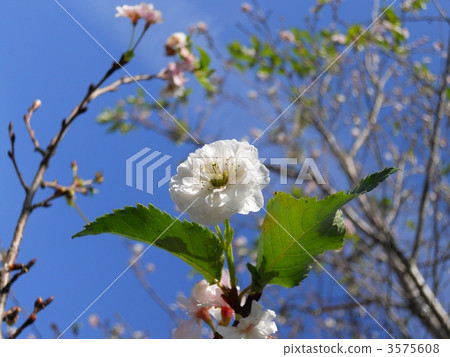 cherry blossom, cherry tree, bloom 3575608