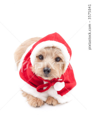 Norfolk Terrier Christmas Norfolk Terrier Christmas 3575841