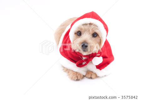 Norfolk Terrier Christmas Norfolk Terrier Christmas 3575842