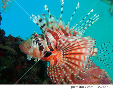 蝎子魚 蝎子魚 3576442