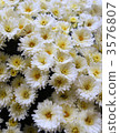 Gerbera 3576807