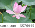 蓮花在秋田千秋公園 3576945