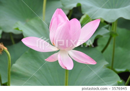 蓮花在秋田千秋公園 蓮花在秋田千秋公園 3576945