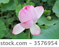 蓮花在秋田千秋公園 3576954