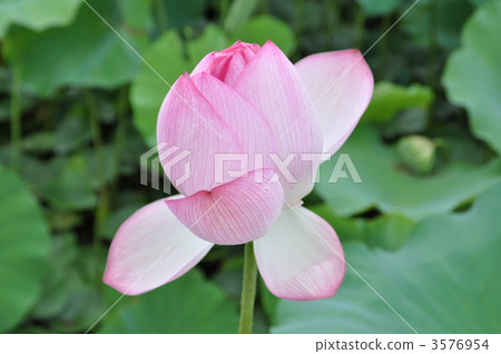 Lotus in Akita Chiaki Park Lotus in Akita Chiaki Park 3576954