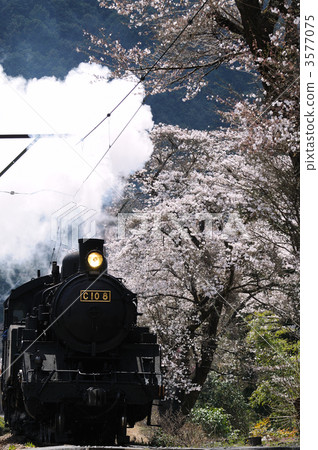 櫻花和蒸汽機車 3577075