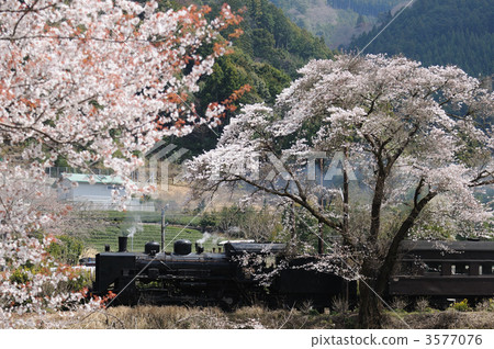 櫻花和蒸汽機車 3577076