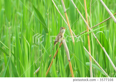 Oyo Yoshikiri 3577108