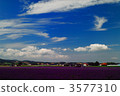 lavender field, blue sky, clear sky 3577310