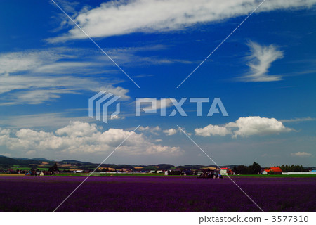 lavender field, blue sky, clear sky 3577310