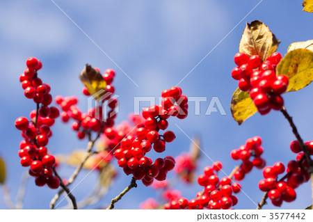 冬青鋸齒水果 3577442