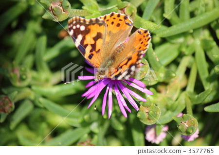 Shark's beak and Matsubagiki Shark's beak and Matsubagiki 3577765