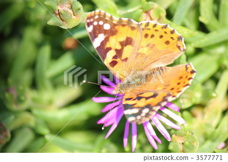 Shark的喙和Matsubagiki Shark的喙和Matsubagiki 3577771